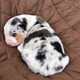 Australian Shepherd Puppies from NorthRidge Australian Shepherds