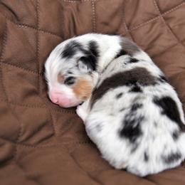 Australian Shepherd Puppies from NorthRidge Australian Shepherds
