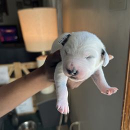 Girl 4 - Dalmatian puppy in Virginia from Andersons Toy Box LLC