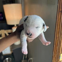 Girl 4 - Dalmatian puppy in Virginia from Andersons Toy Box LLC