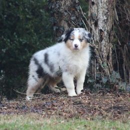 Australian Shepherd Puppies from RxAussies
