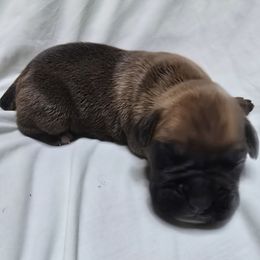 Boy 1 - Fawn male Boxer puppy in Leland, North Carolina from Ocean Breeze Boxers