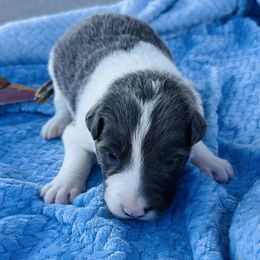 Hans Solo aka Solo - Lilac male Border Collie puppy in Keller, Texas from Bordercollieblues
