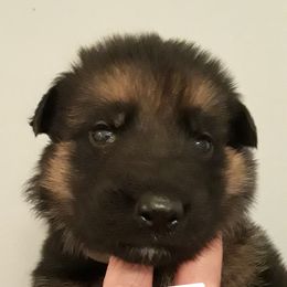 German Shepherd Puppies from Von Jo-Rielle Kennel