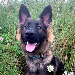 German Shepherds from Clear Ridge German Shepherds