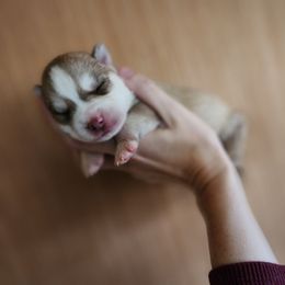 Nova - Sable and white female Siberian Husky puppy in Madison, Georgia from Thornbury Kennel