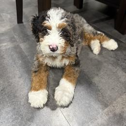 Bernedoodle Puppies from Mountainside Puppies