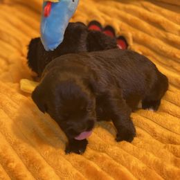 Schnoodle Puppies from Noodle Tings Puppies