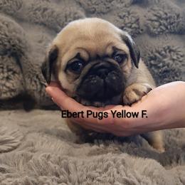 Fawn female 1 - Fawn female Pug puppy in Saint Helens, Oregon from Ebert Golden Retrievers & Pugs