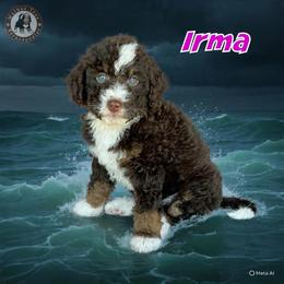 Irma - Brown and white female Bernedoodle puppy in Banner Elk, North Carolina from Walnut Tree Bernedoodles