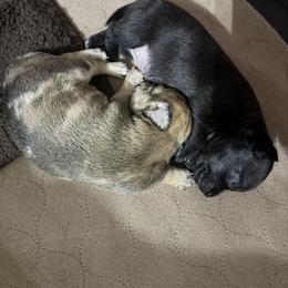 Chihuahua Puppies from Nine Mile Farms