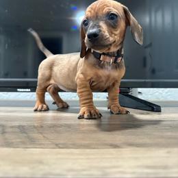 Maple - Sable female Dachshund puppy in Modesto, California from Raws Doxies