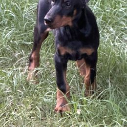 Doberman Pinscher Puppies from Pamela Nachel