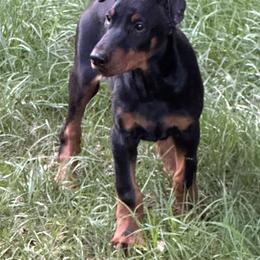 Doberman Pinscher Puppies from Pamela Nachel