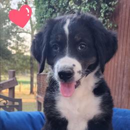 Sweet Pup's A Girl - Black and white female Bernedoodle puppy in North Zulch, Texas from Sweet Pup Schnauzers