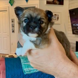 CH Sired Long Coat - Black sabled fawn male Chihuahua puppy in Cape Coral, Florida from Inspired Chihuahuas