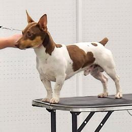 Oliver - Teddy Roosevelt Terrier