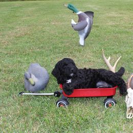 Girl 3 - Parti female Poodle puppy in North Carolina from Masquerade's Standard Poodles of North Carolina