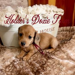 Sierra - Cream female Dachshund puppy in Atwood, Oklahoma from Holder’s Doxie Farm
