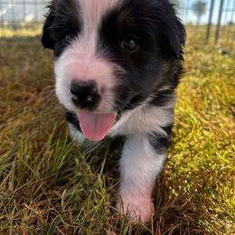 Australian Shepherd Puppies from Hamilton Farms