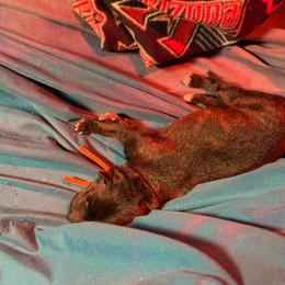 Boy 1-Orange Collar - Black brindle and white male Greyhound puppy in Mesa, Arizona from ARK Kennels