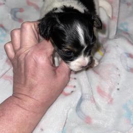 Bailey - White black and tan female Papillon puppy in Bradyville, Tennessee from Pinnacle Papillons
