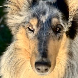 Collies from Country Collies