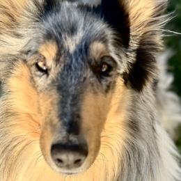 Collies from Country Collies