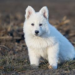 Berger Blanc Suisse and German Shepherd Puppies from Fireside Fernweh