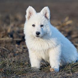 Berger Blanc Suisse and German Shepherd Puppies from Fireside Fernweh