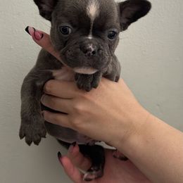Boy 2 - French Bulldog puppy in Pennsylvania from R & C French Bulldogs