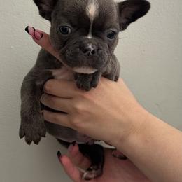 Boy 2 - French Bulldog puppy in Pennsylvania from R & C French Bulldogs