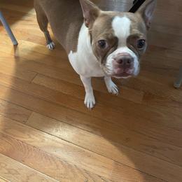 Boston Terrier puppies from R&M Bostons