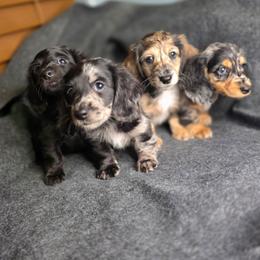 Dachshund puppies from Crowned Doxies