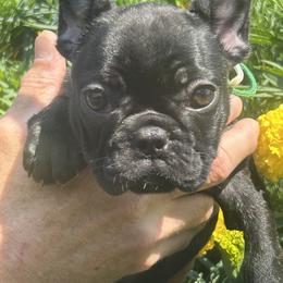 Girl 2 - female French Bulldog puppy in Charlestown, Indiana from Peche Mignon French Bulldogs