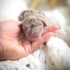Nash - Merle male Double Doodle puppy in Cleveland, Tennessee from Edgewater Doodles & Designer Pups