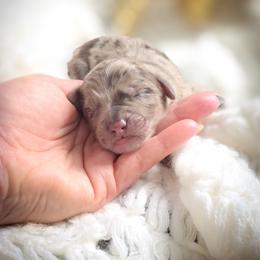 Nash - Merle male Double Doodle puppy in Cleveland, Tennessee from Edgewater Doodles & Designer Pups