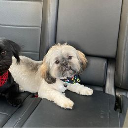 Shih Tzu All Grown Up from Itty Bitty Paws
