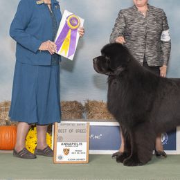 Newfoundlands from Yon Newfoundlands