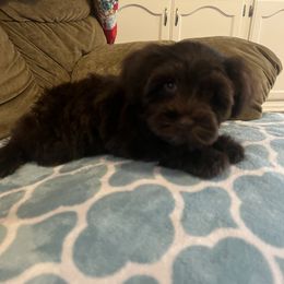 Miniature Schnauzer and Poodle Puppies from Vazquez Kennel