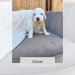 Clover - Parti male Goldendoodle puppy in Las Vegas, Nevada from Bridges Goldendoodles