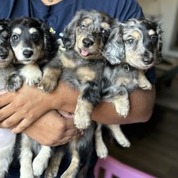 Dachshund Puppies from HotDachs
