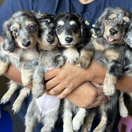 Dachshund Puppies from HotDachs