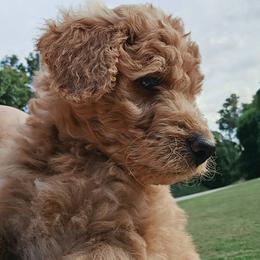 Boone - Red male Bernedoodle puppy in Olin, North Carolina from Rocky Creek Raised