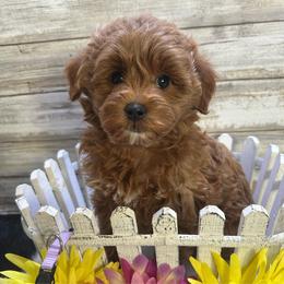Gracie - Red  female Goldendoodle puppy in Stockton, Utah from Mustanghills Doodles and Poodles