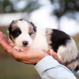 Suede - Blue merle male Border Collie puppy in Conway, Missouri from 2J 2K Border Collies | Maremma Sheepdogs