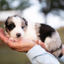 Suede - Blue merle male Border Collie puppy in Conway, Missouri from 2J 2K Border Collies | Maremma Sheepdogs