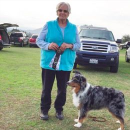 Australian Shepherd All Grown Up from Ken-Lin Aussies