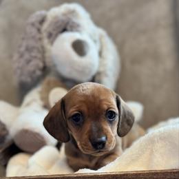 Penelope - Red female Dachshund puppy in Franklin, Tennessee from Wendy's Weenies