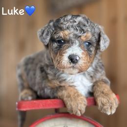 Luke - Blue merle male Aussiedoodle puppy in Lancaster, Minnesota from Finney Ranch